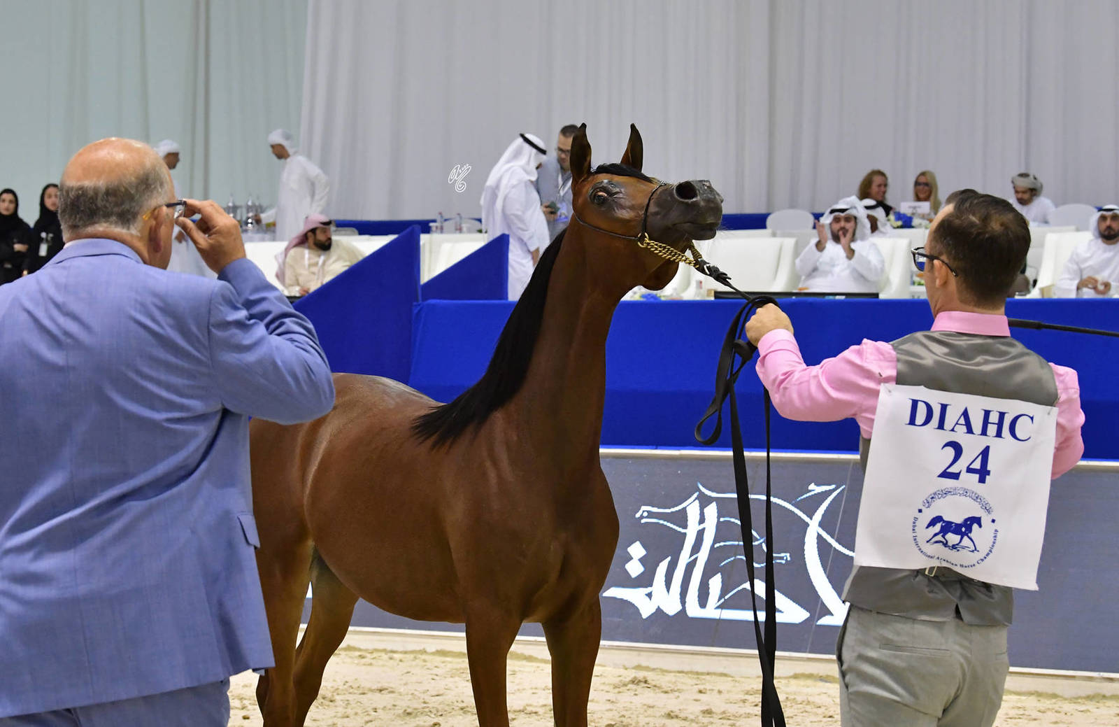Yearling Filly: Ward Al Bidayer 