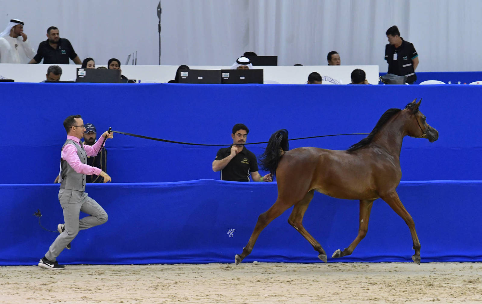 Yearling Filly: Ward Al Bidayer 