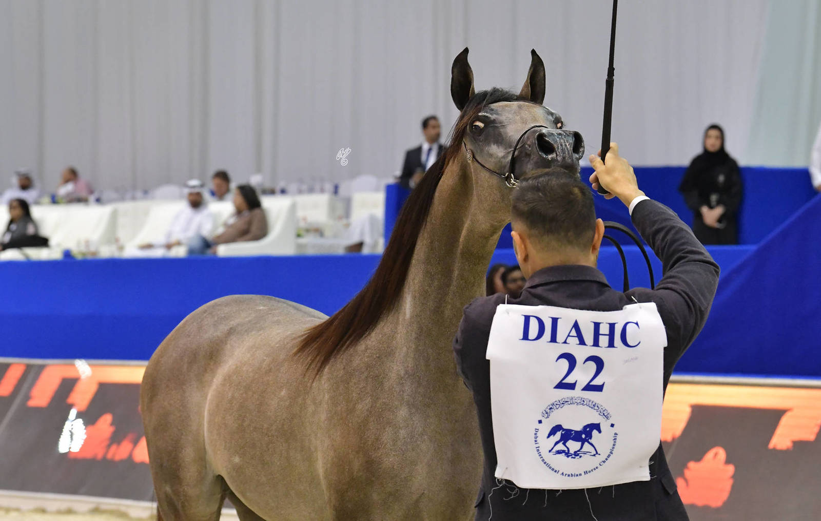 Yearling Filly: E.S. Salma 