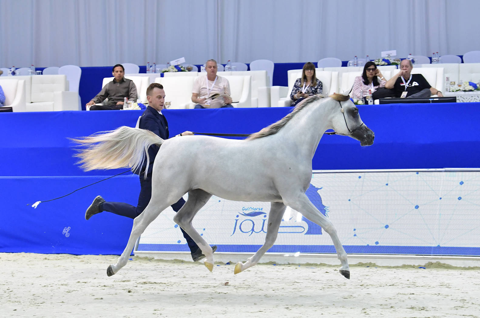 Yearling Filly: Halhola Al Hawajer 