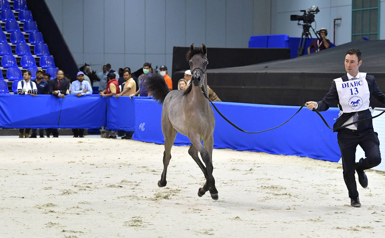 Filly Foal: Magica KH 