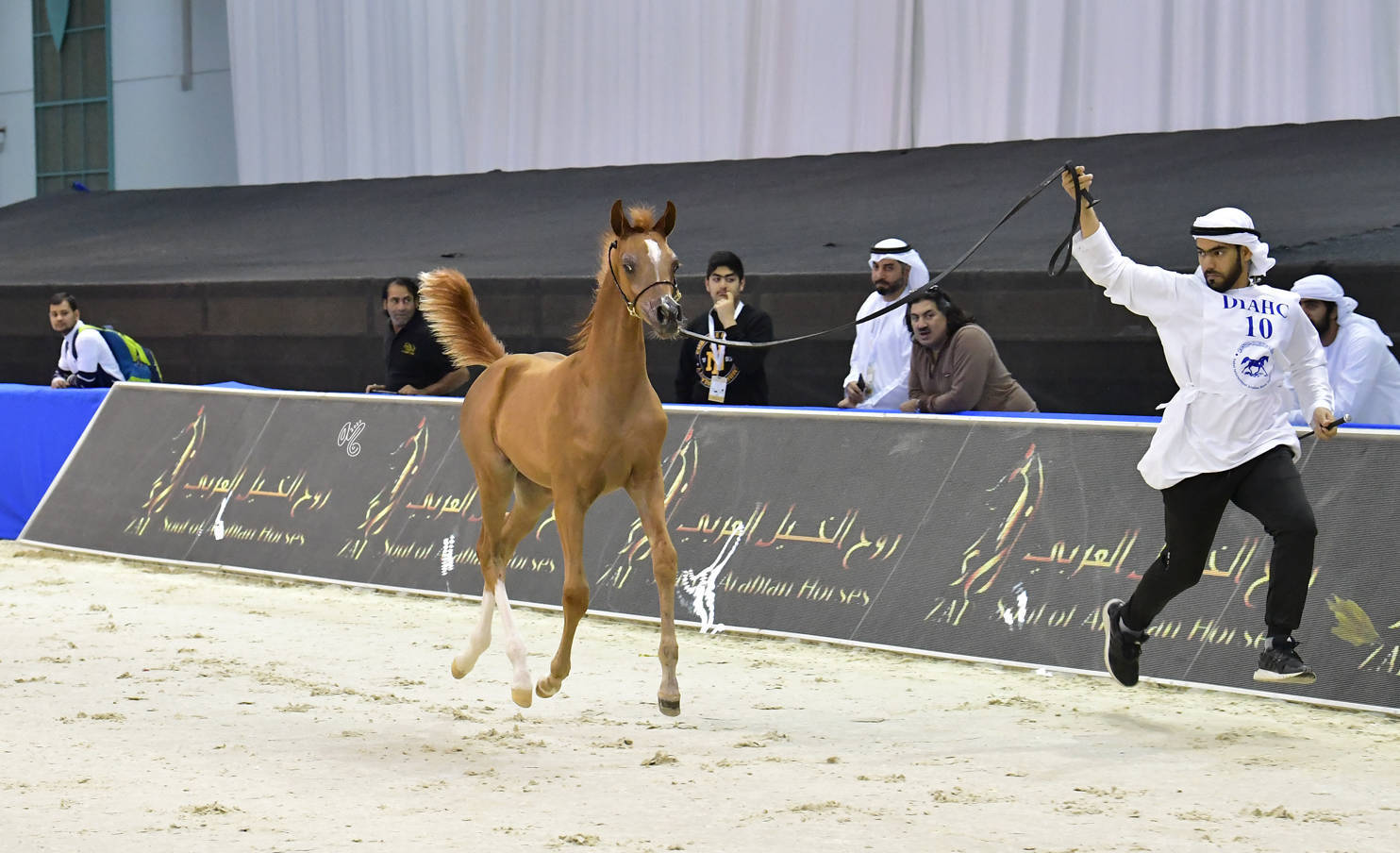 Filly Foal: A.H.M Shamma 