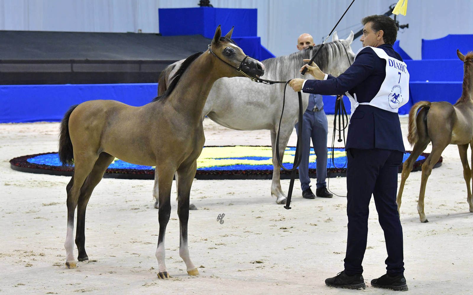 Filly Foal: M.O. Mansoora