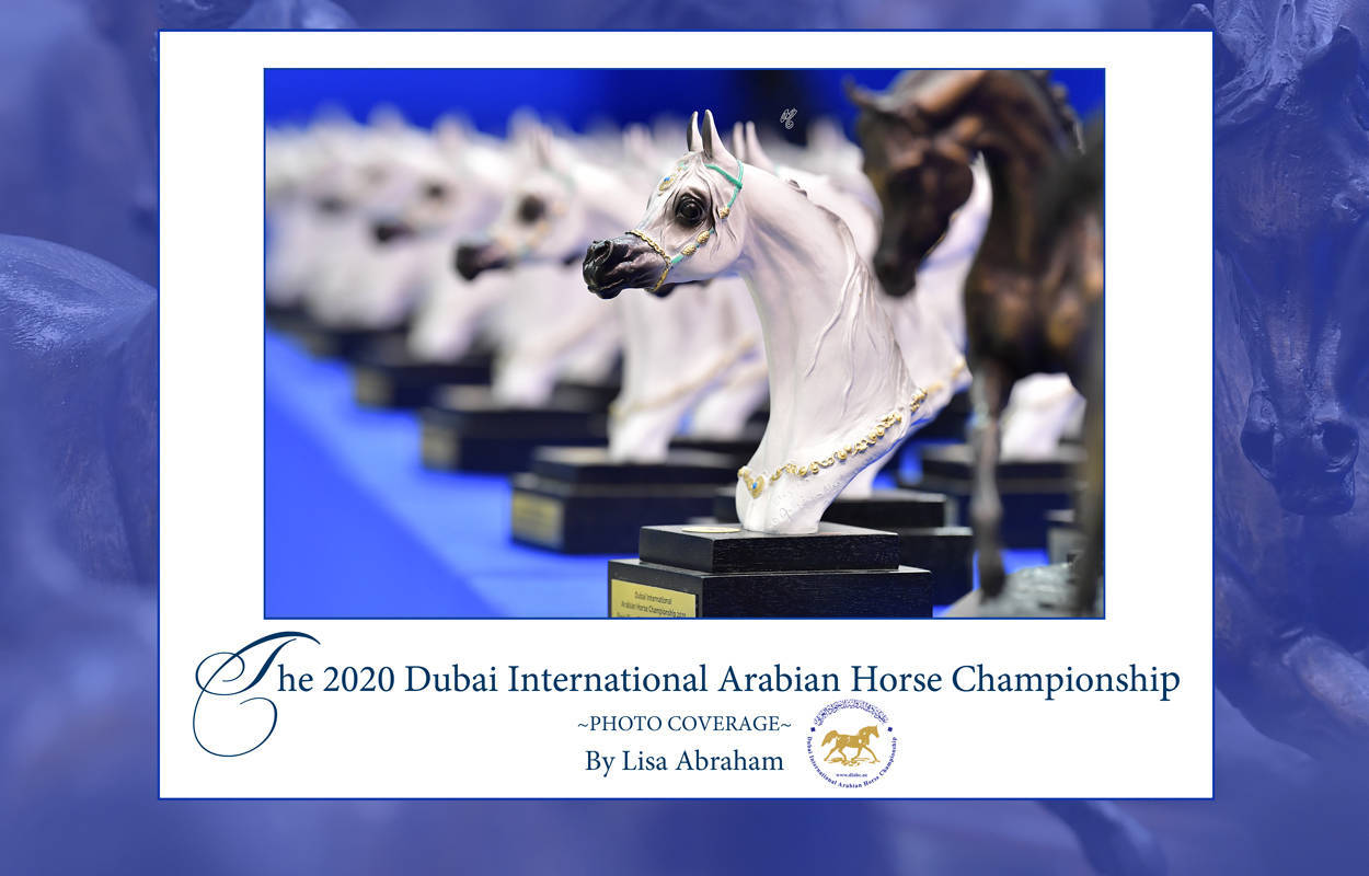 Lisa Abraham: The 2020 Dubai International Arabian Horse Championship PHOTO GALLERY