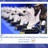 Lisa Abraham: The 2020 Dubai International Arabian Horse Championship PHOTO GALLERY