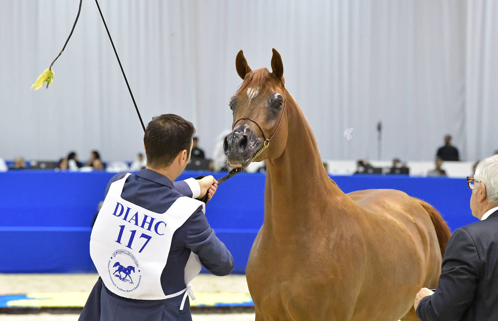 Colts 2 Years Old: Hayzoom 