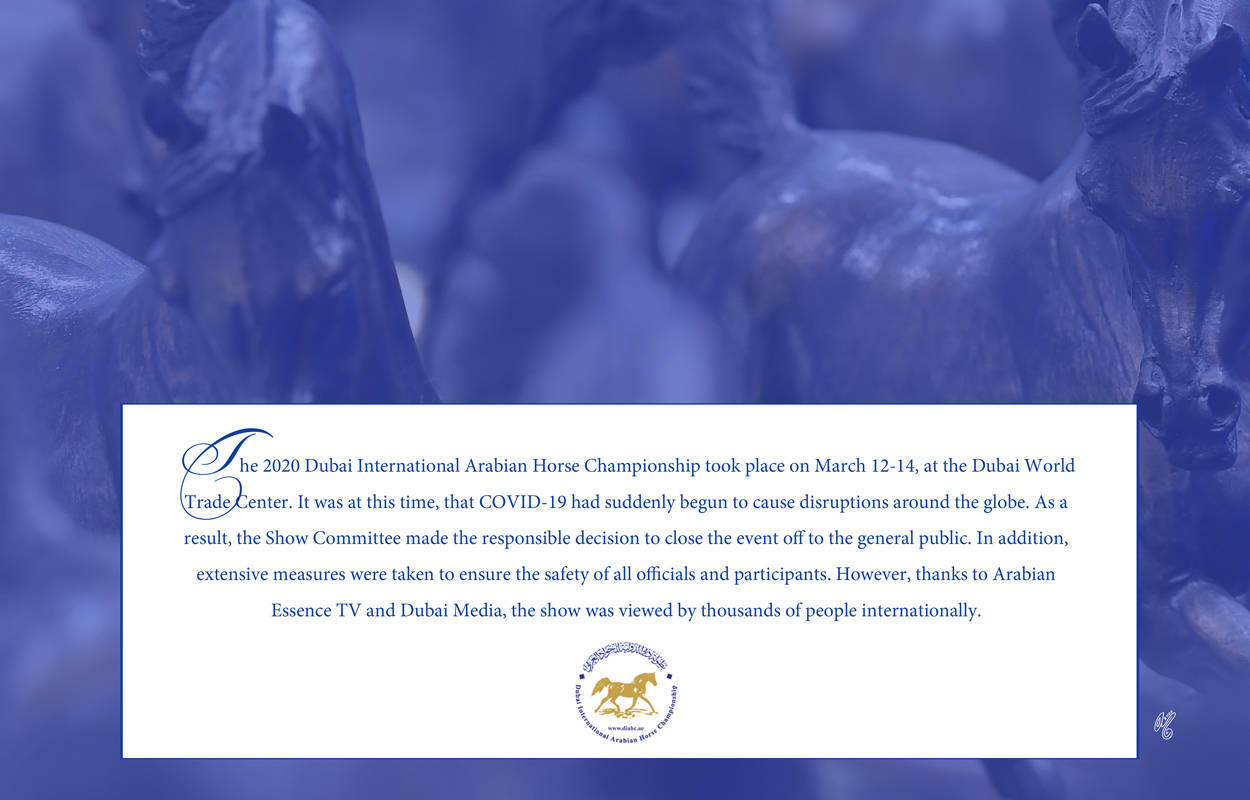 Lisa Abraham: The 2020 Dubai International Arabian Horse Championship PHOTO GALLERY