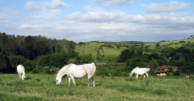 The beautiful mares of Haras Meia Lua