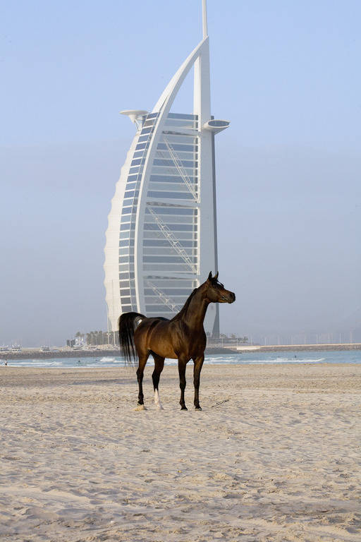Dubai Arabian Stud Arabian Horses, Stallions, Farms, Arabians