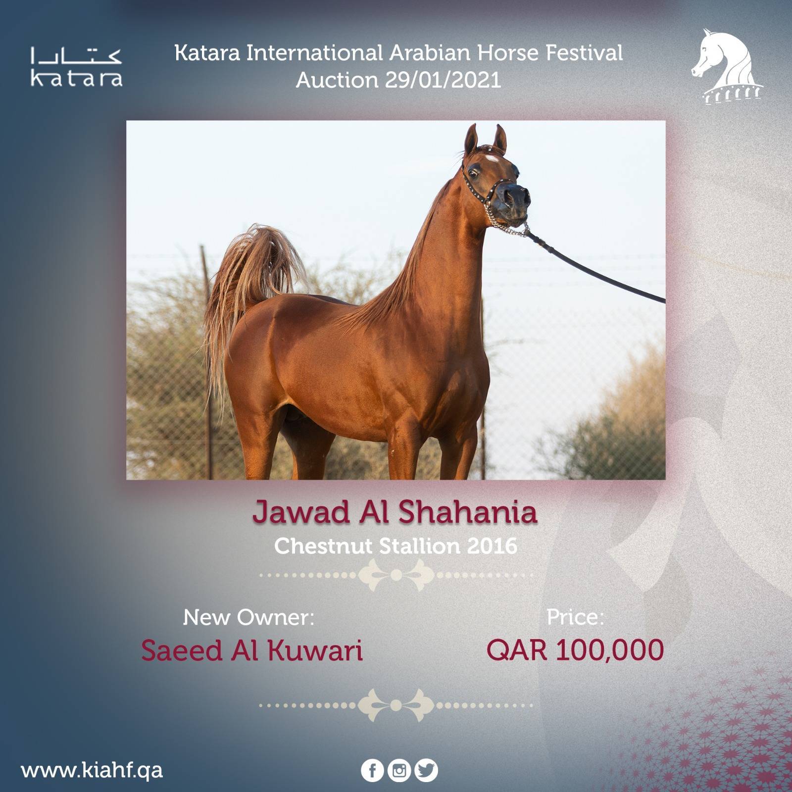 Magnificent Horses Auctioned off at the Katara Purebred Arabian Horses