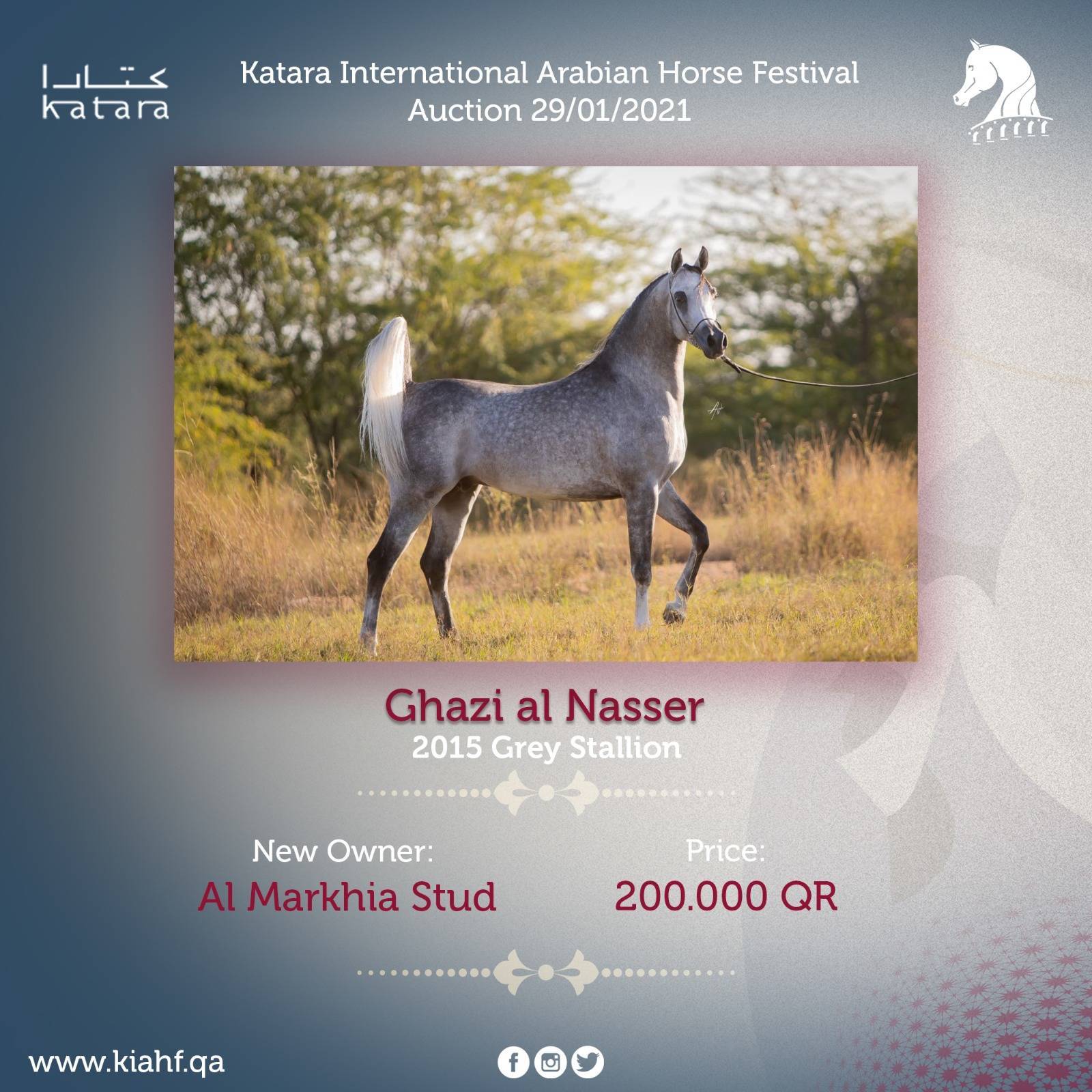 Magnificent Horses Auctioned off at the Katara Purebred Arabian Horses
