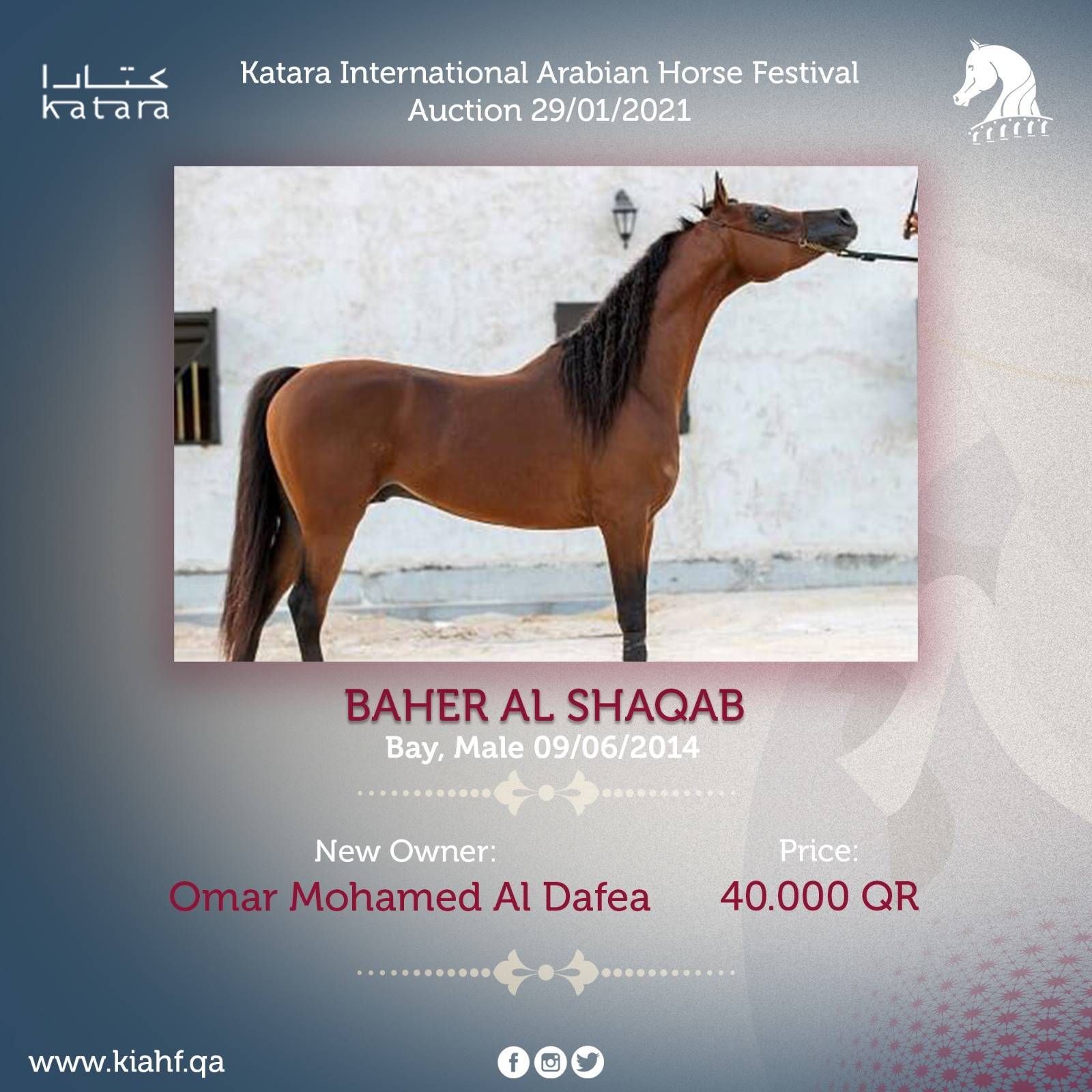 Magnificent Horses Auctioned off at the Katara Purebred Arabian Horses