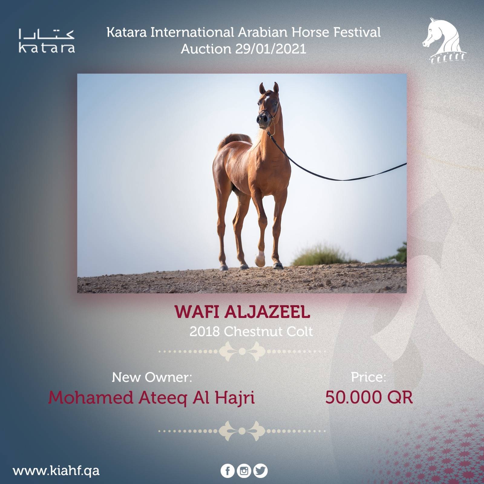 Magnificent Horses Auctioned off at the Katara Purebred Arabian Horses