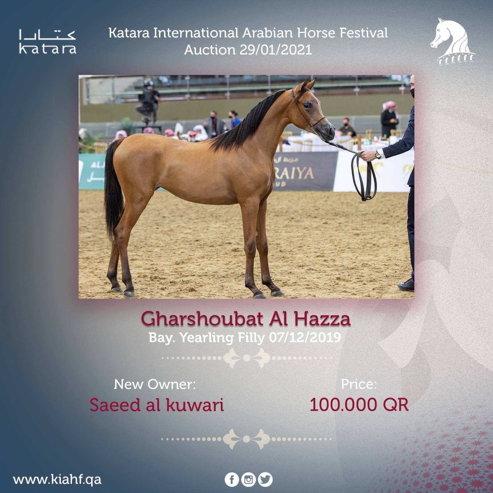 Magnificent Horses Auctioned off at the Katara Purebred Arabian Horses