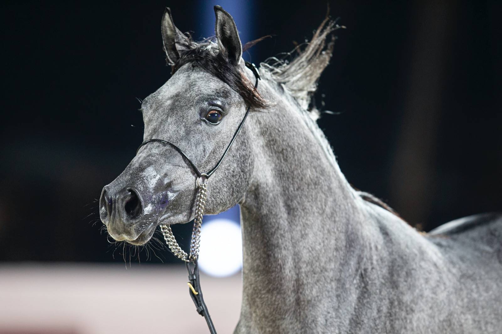 Magnificent Horses Auctioned off at the Katara Purebred Arabian Horses