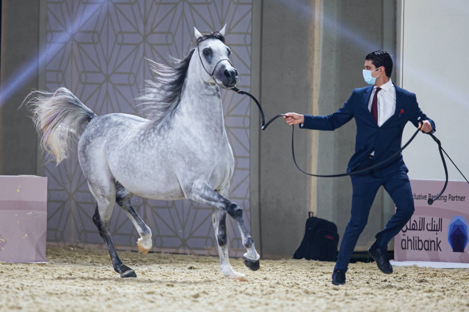 Magnificent Horses Auctioned off at the Katara Purebred Arabian Horses