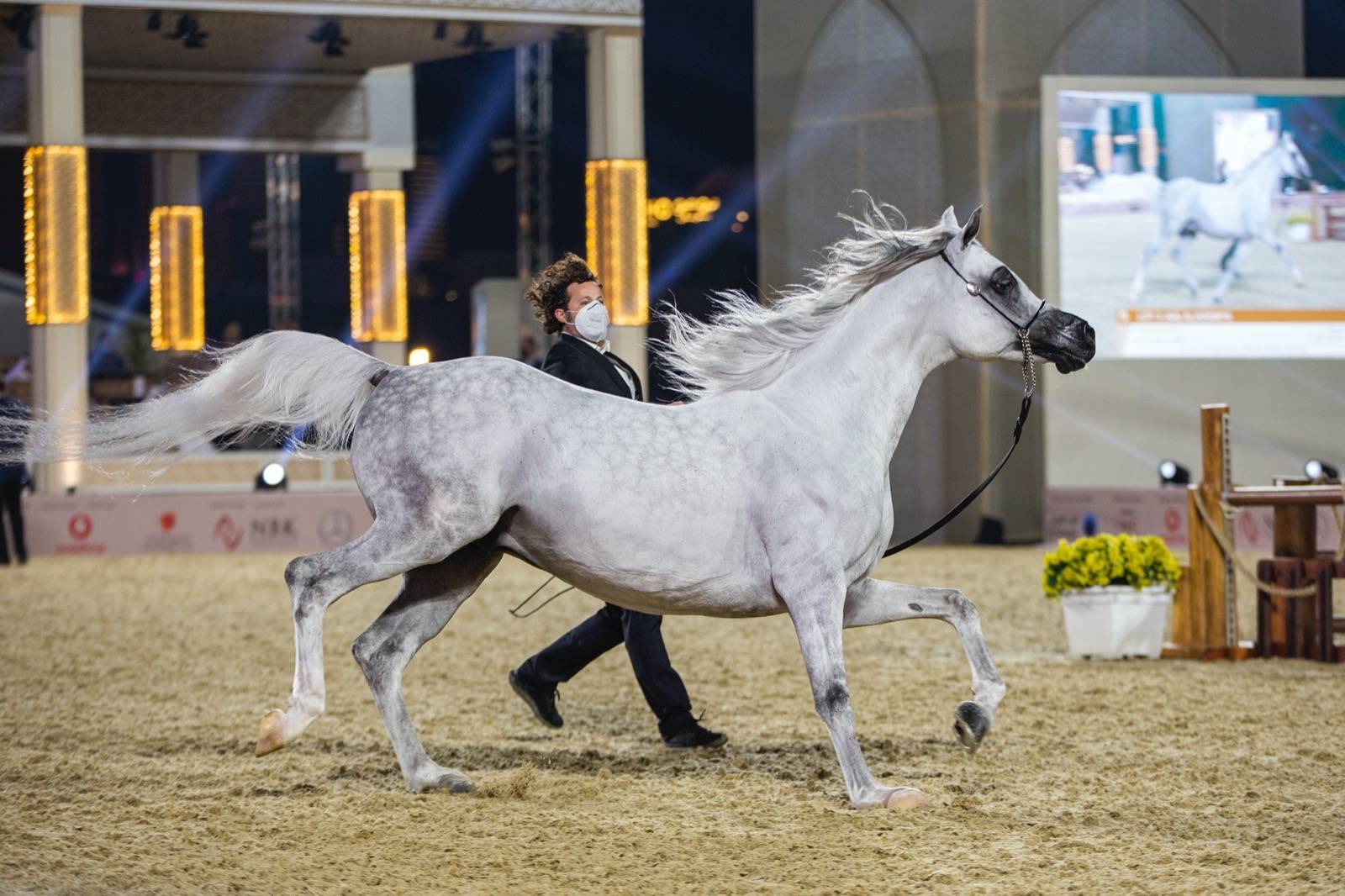 Magnificent Horses Auctioned off at the Katara Purebred Arabian Horses