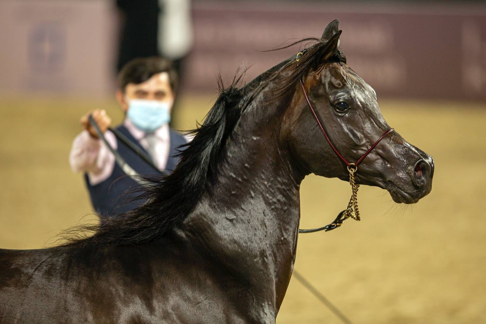 Magnificent Horses Auctioned off at the Katara Purebred Arabian Horses