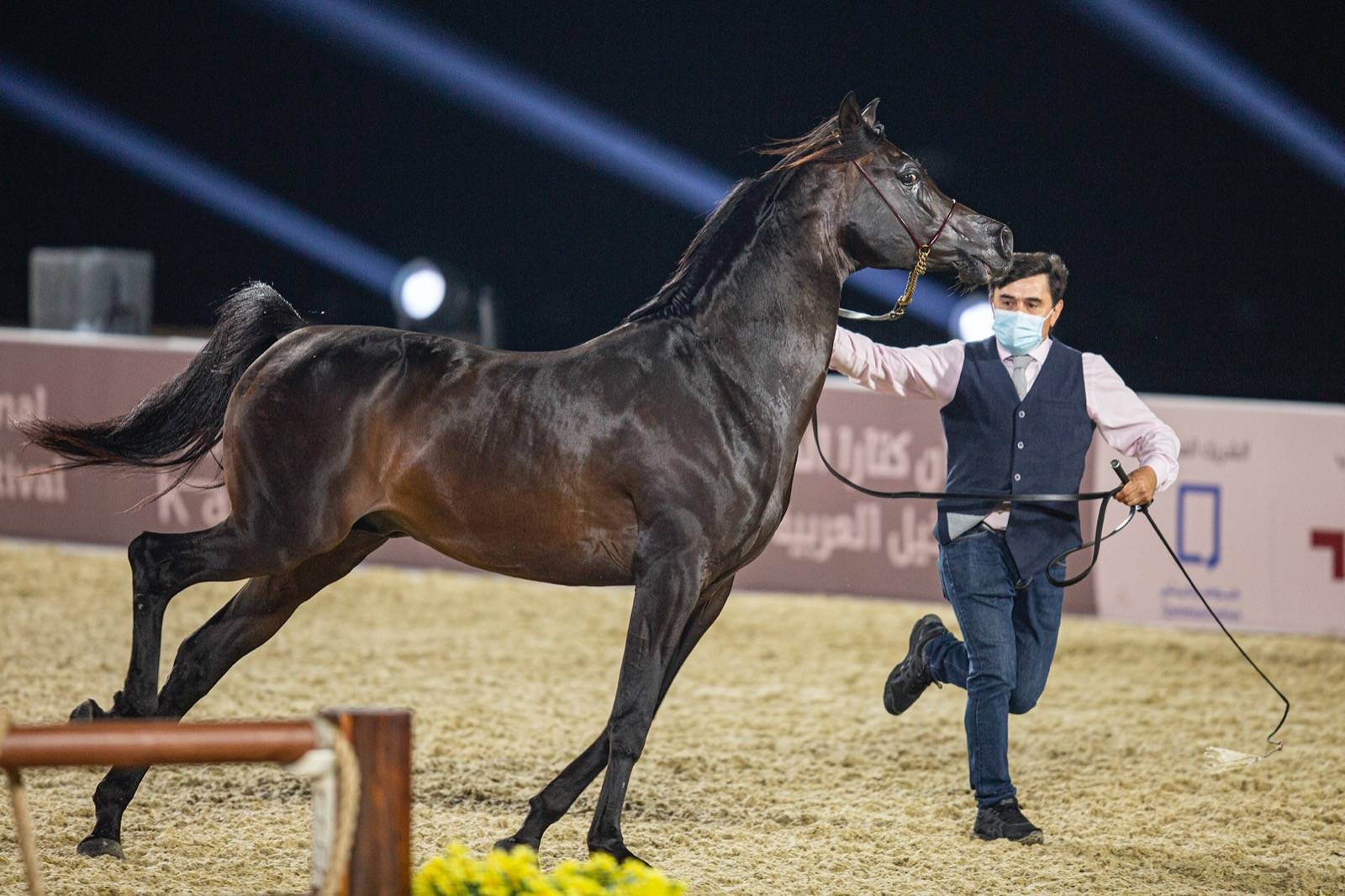 Magnificent Horses Auctioned off at the Katara Purebred Arabian Horses