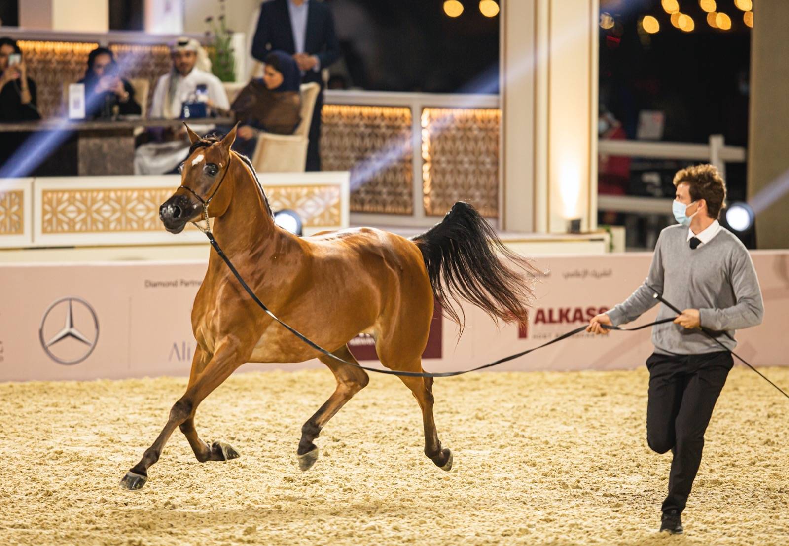 Magnificent Horses Auctioned off at the Katara Purebred Arabian Horses