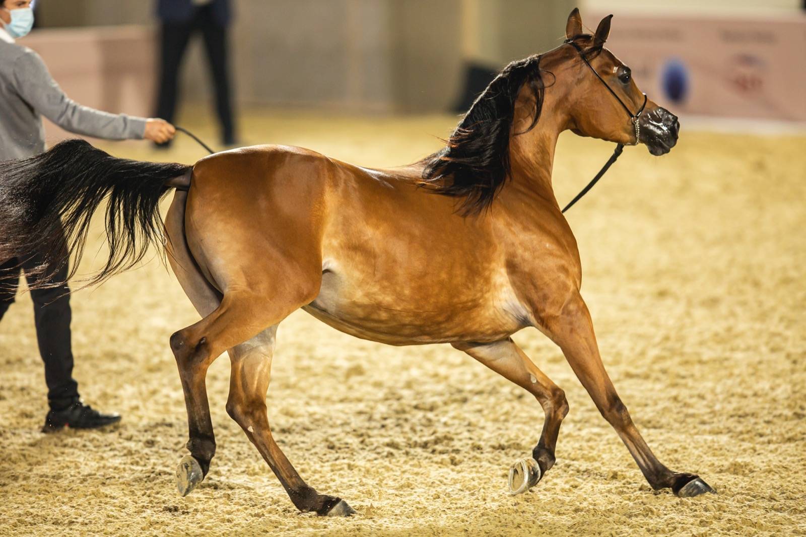Magnificent Horses Auctioned off at the Katara Purebred Arabian Horses