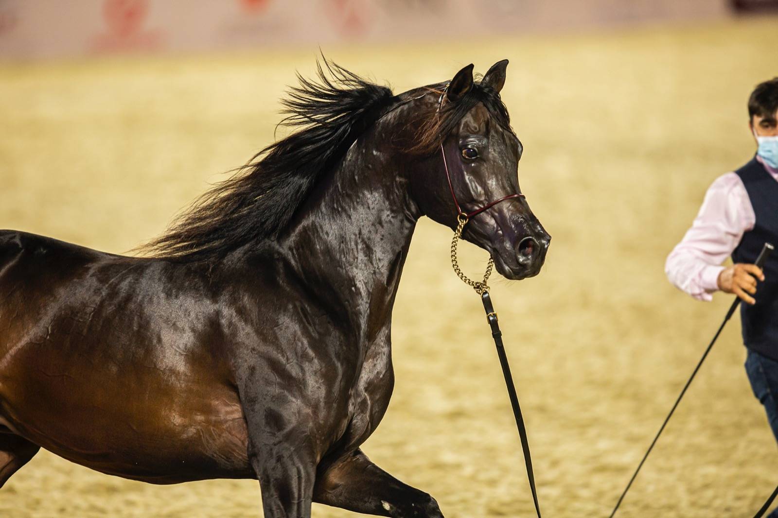 Magnificent Horses Auctioned off at the Katara Purebred Arabian Horses