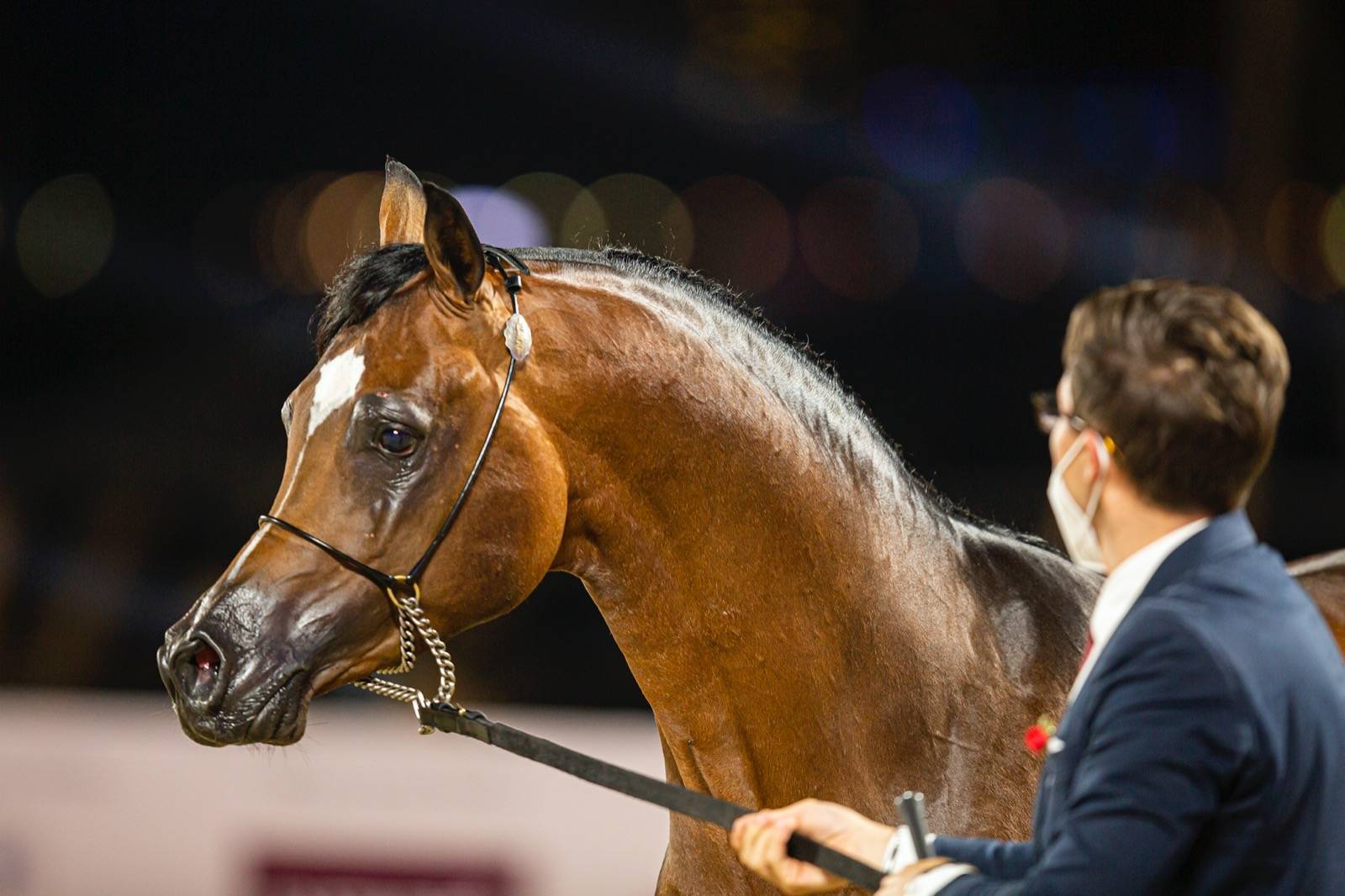 Magnificent Horses Auctioned off at the Katara Purebred Arabian Horses
