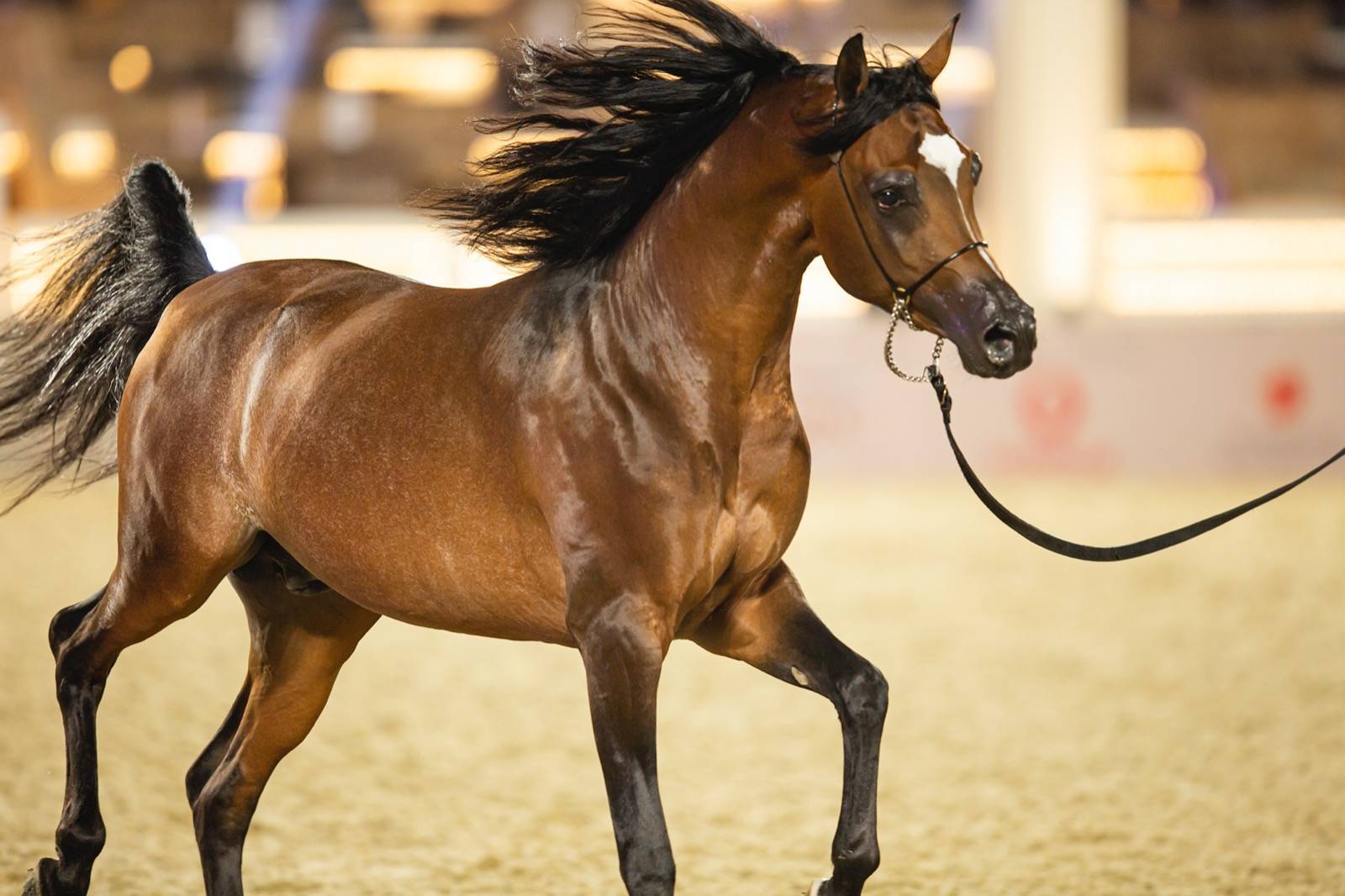 Magnificent Horses Auctioned off at the Katara Purebred Arabian Horses