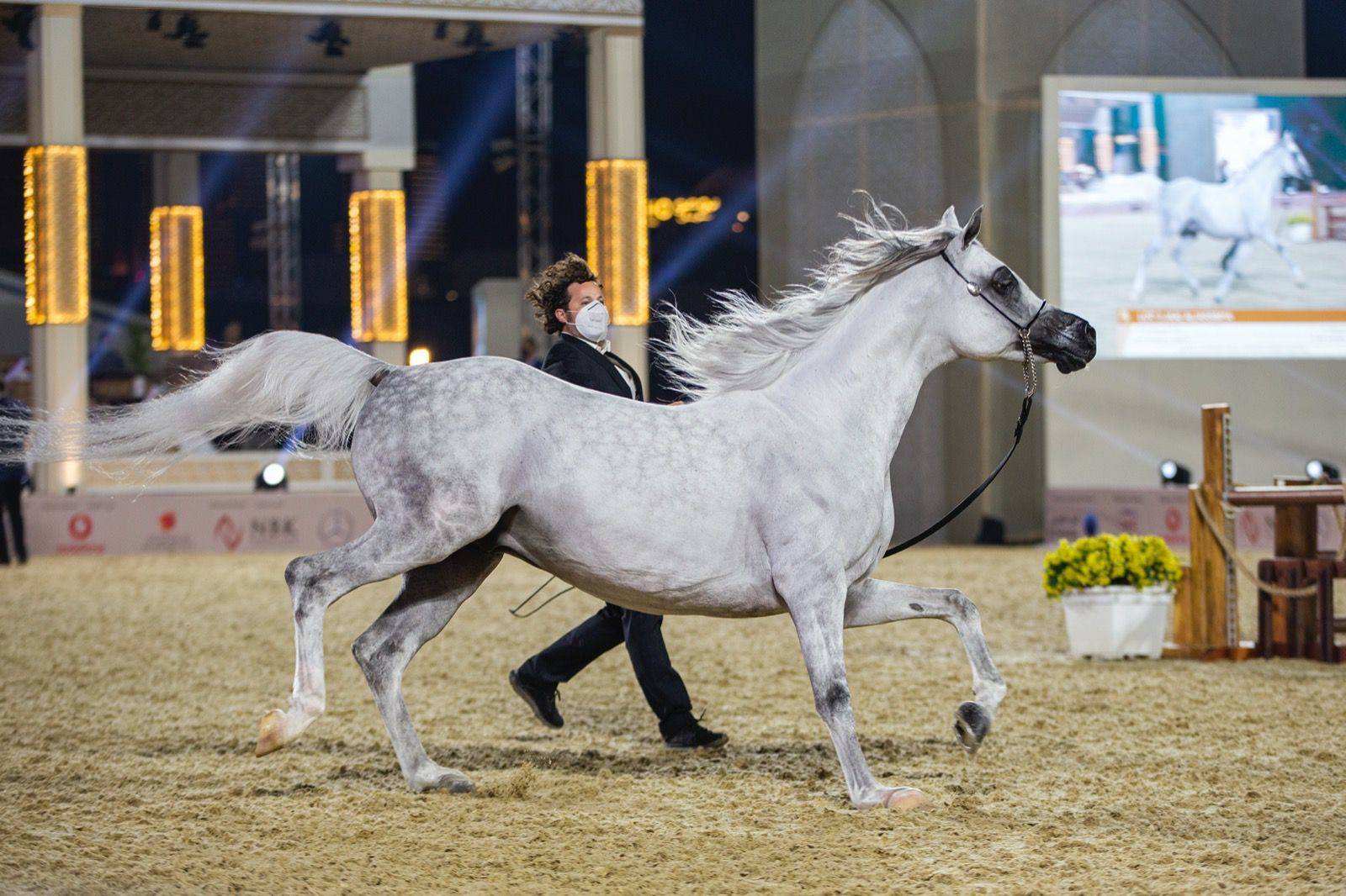 Magnificent Horses Auctioned off at the Katara Purebred Arabian Horses