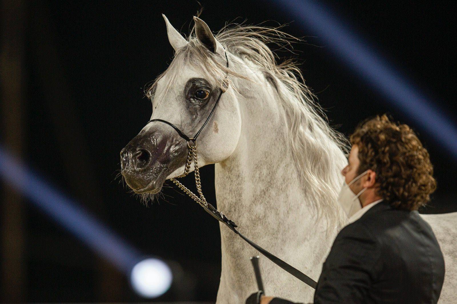 Magnificent Horses Auctioned off at the Katara Purebred Arabian Horses