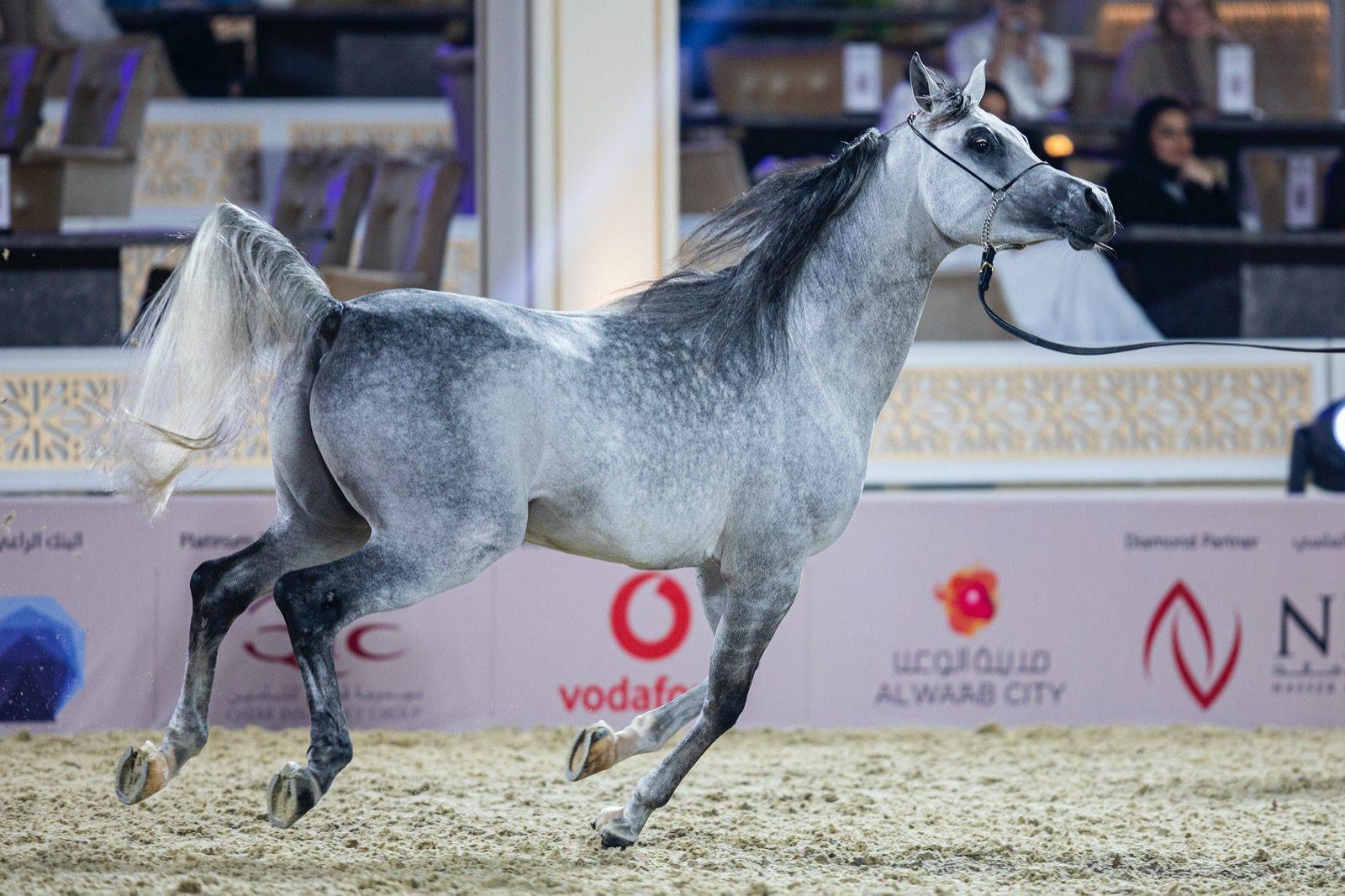 Magnificent Horses Auctioned off at the Katara Purebred Arabian Horses