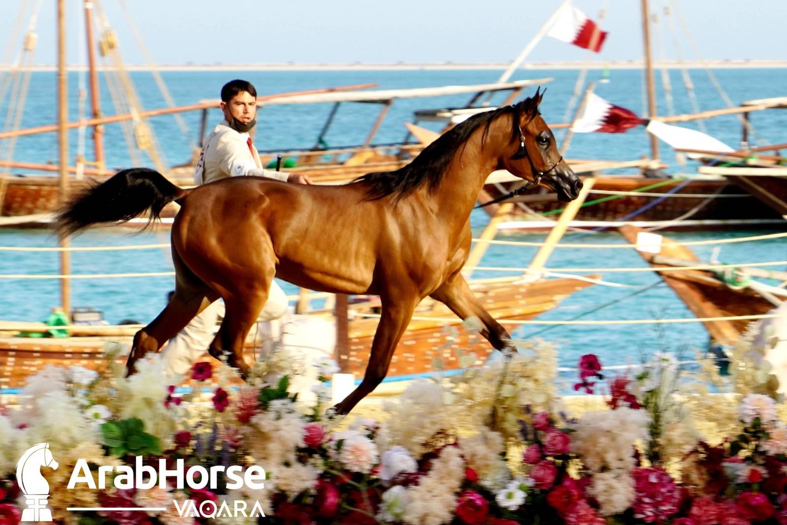 Title Show begins as part of Katara International Arabian Horse Festival