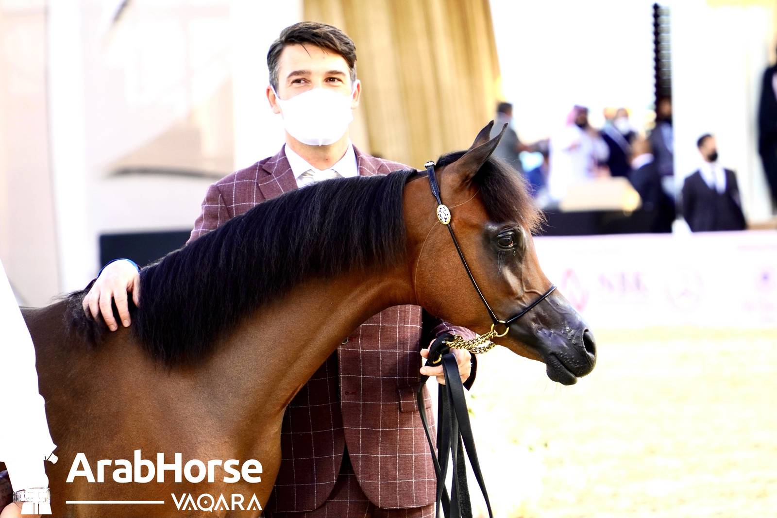 Title Show begins as part of Katara International Arabian Horse Festival