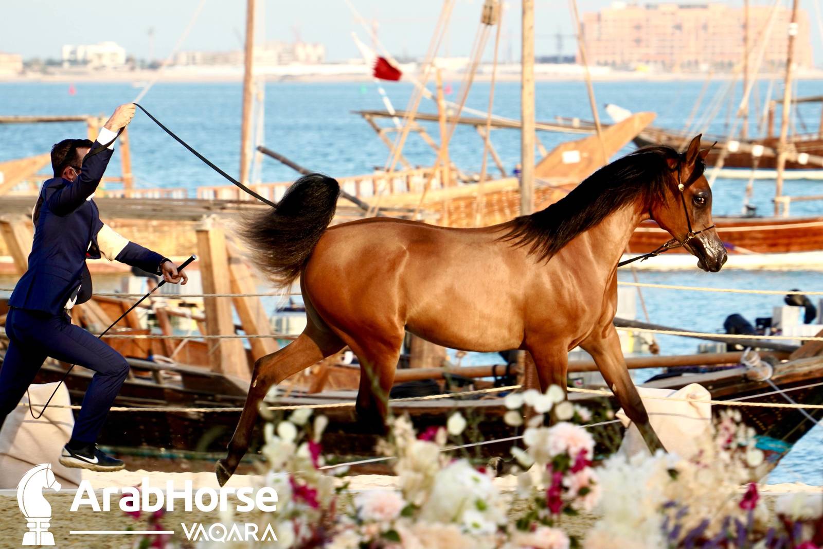 Title Show begins as part of Katara International Arabian Horse Festival