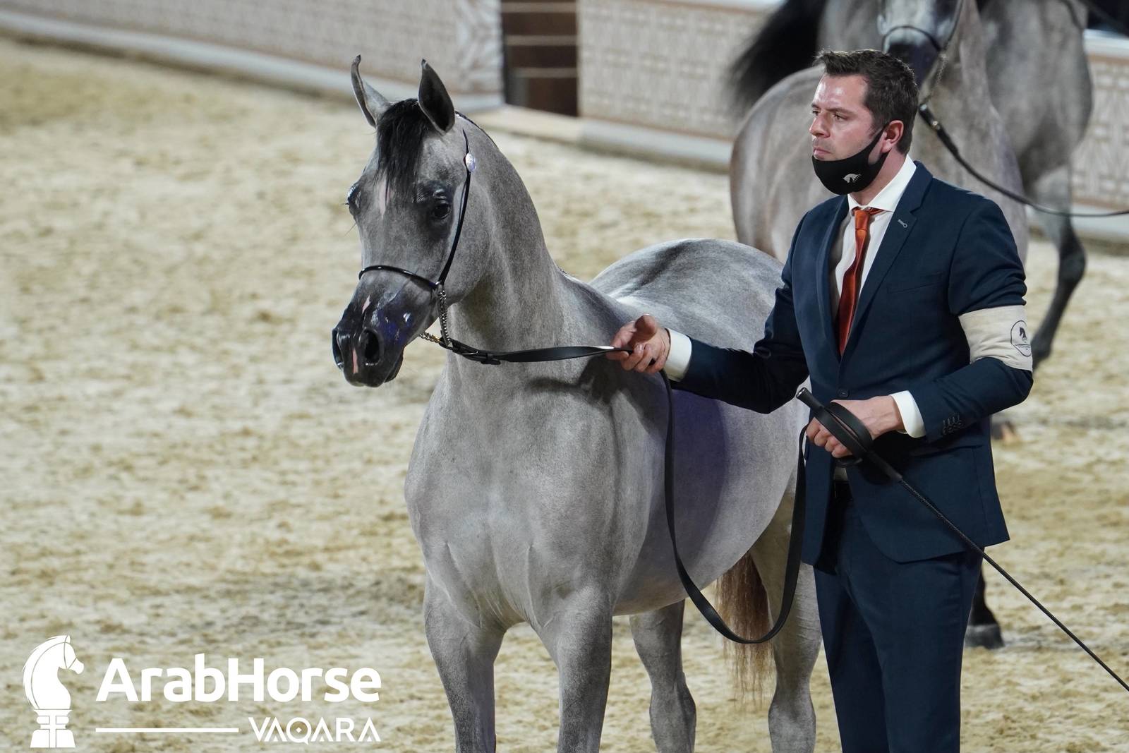 Title Show begins as part of Katara International Arabian Horse Festival
