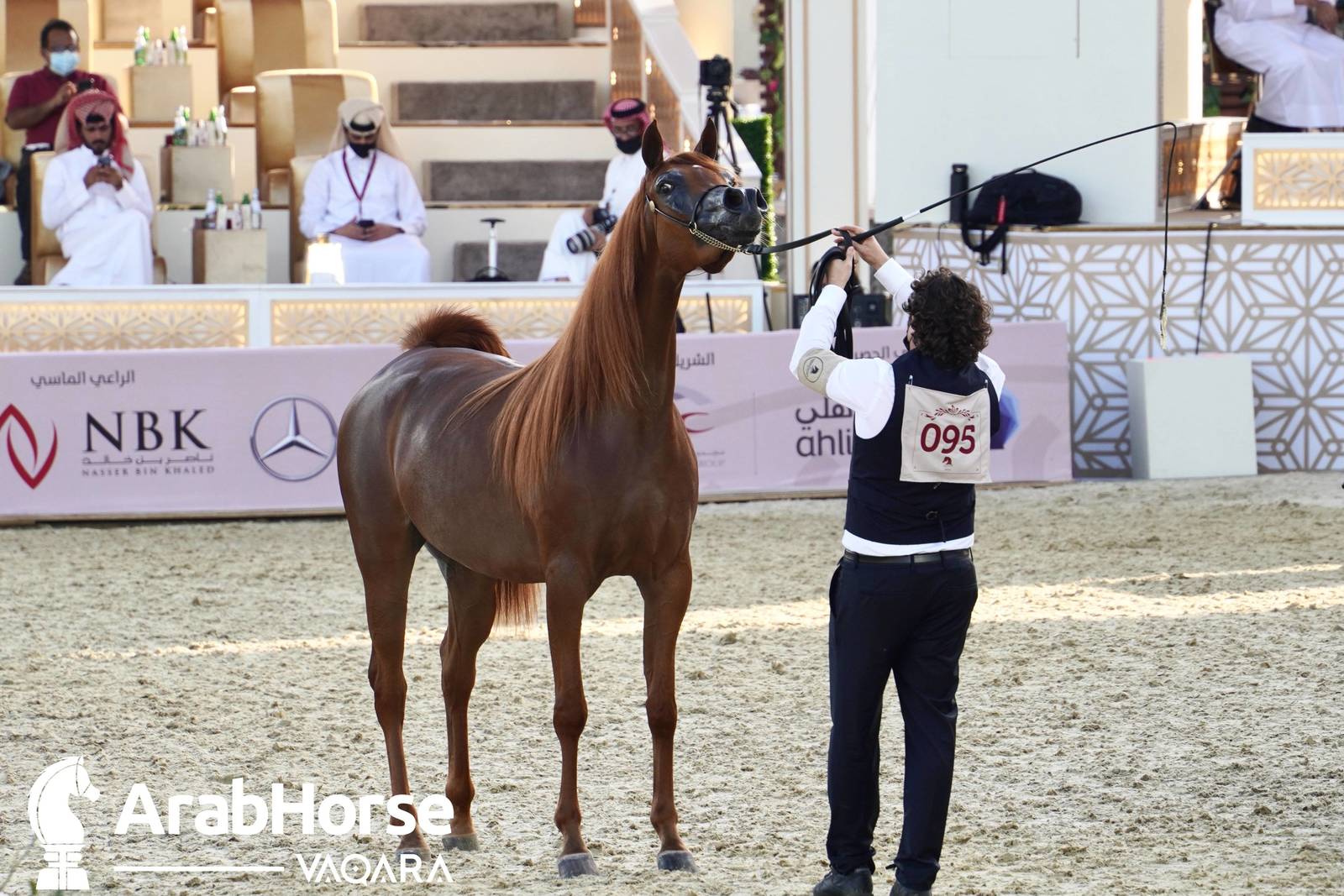 Excitement Continues Unabated During the Katara International Arabian Horse Festival