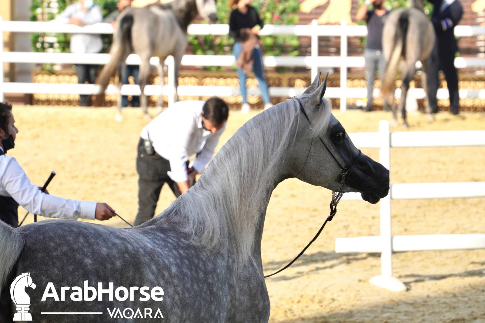 Excitement Continues Unabated During the Katara International Arabian Horse Festival