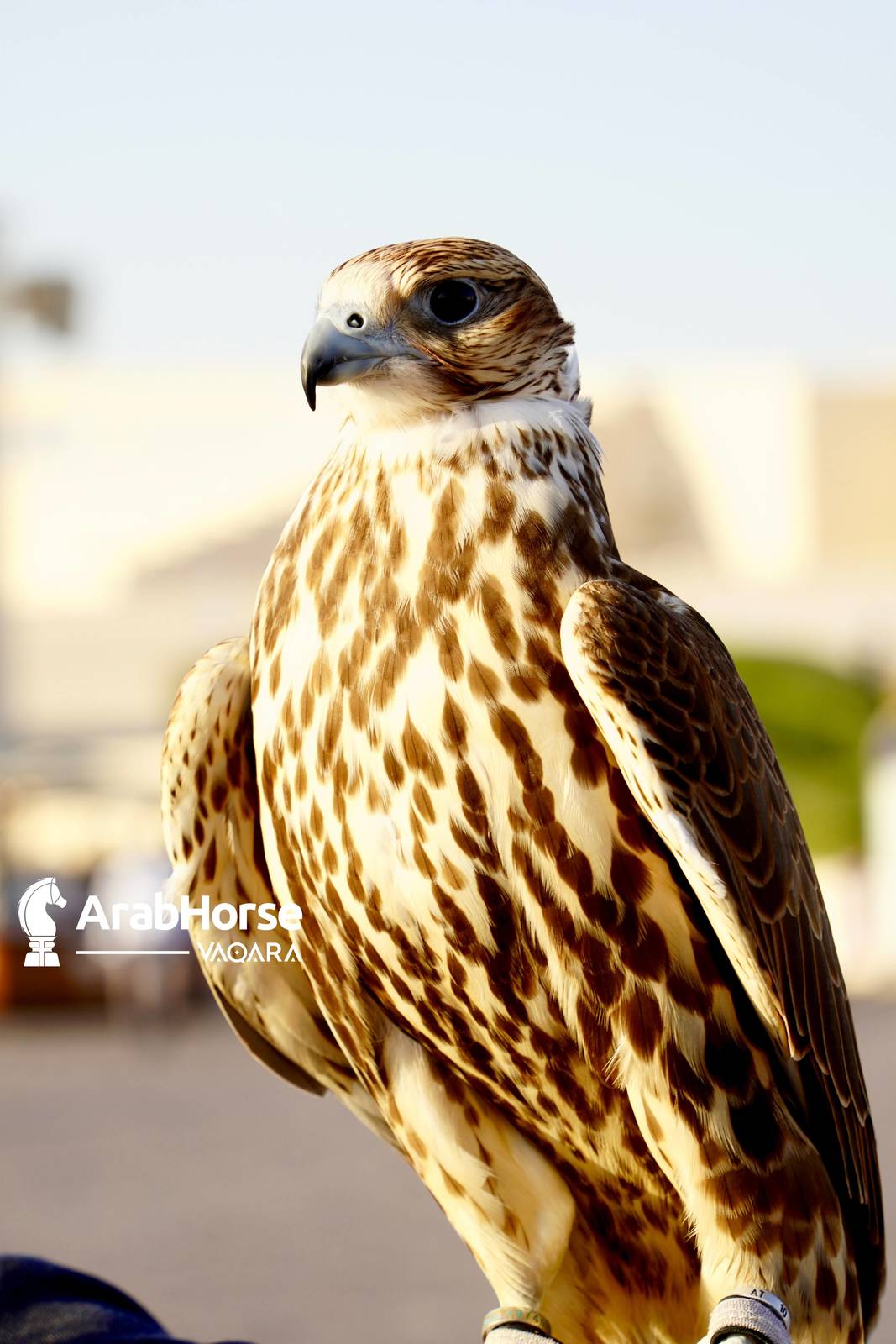 Excitement Continues Unabated During the Katara International Arabian Horse Festival