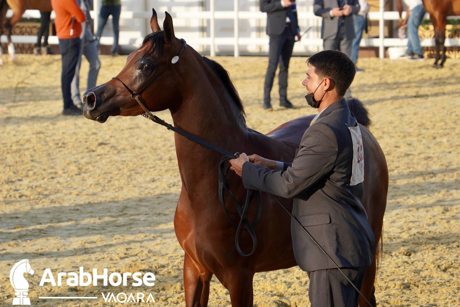 Excitement Continues Unabated During the Katara International Arabian Horse Festival