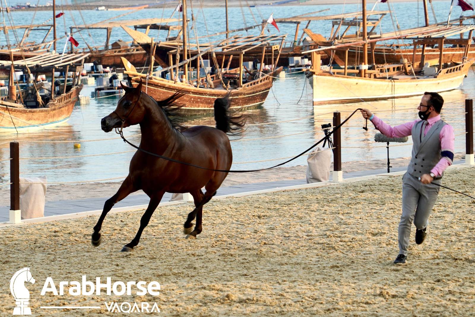Excitement Continues Unabated During the Katara International Arabian Horse Festival