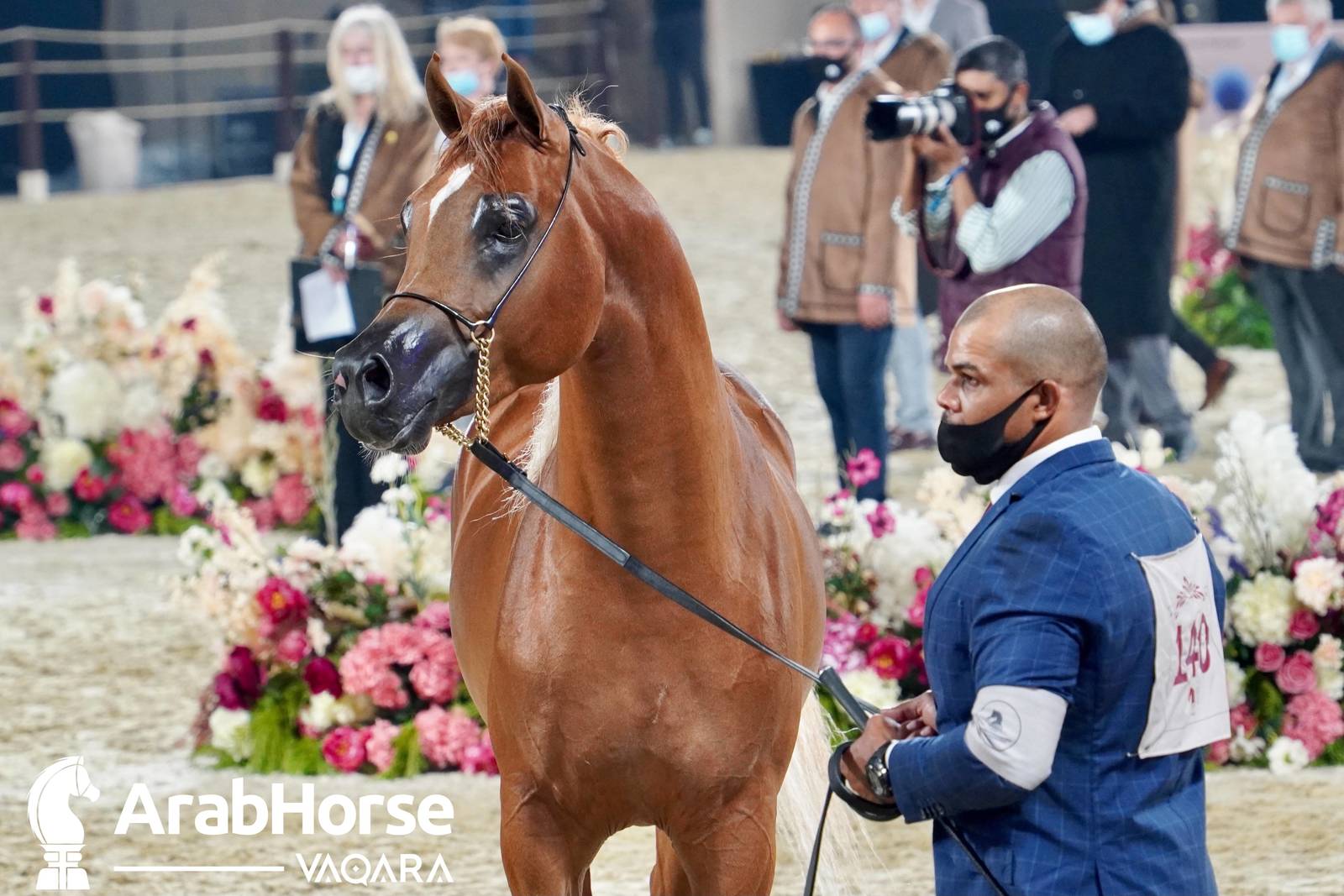 Excitement Continues Unabated During the Katara International Arabian Horse Festival