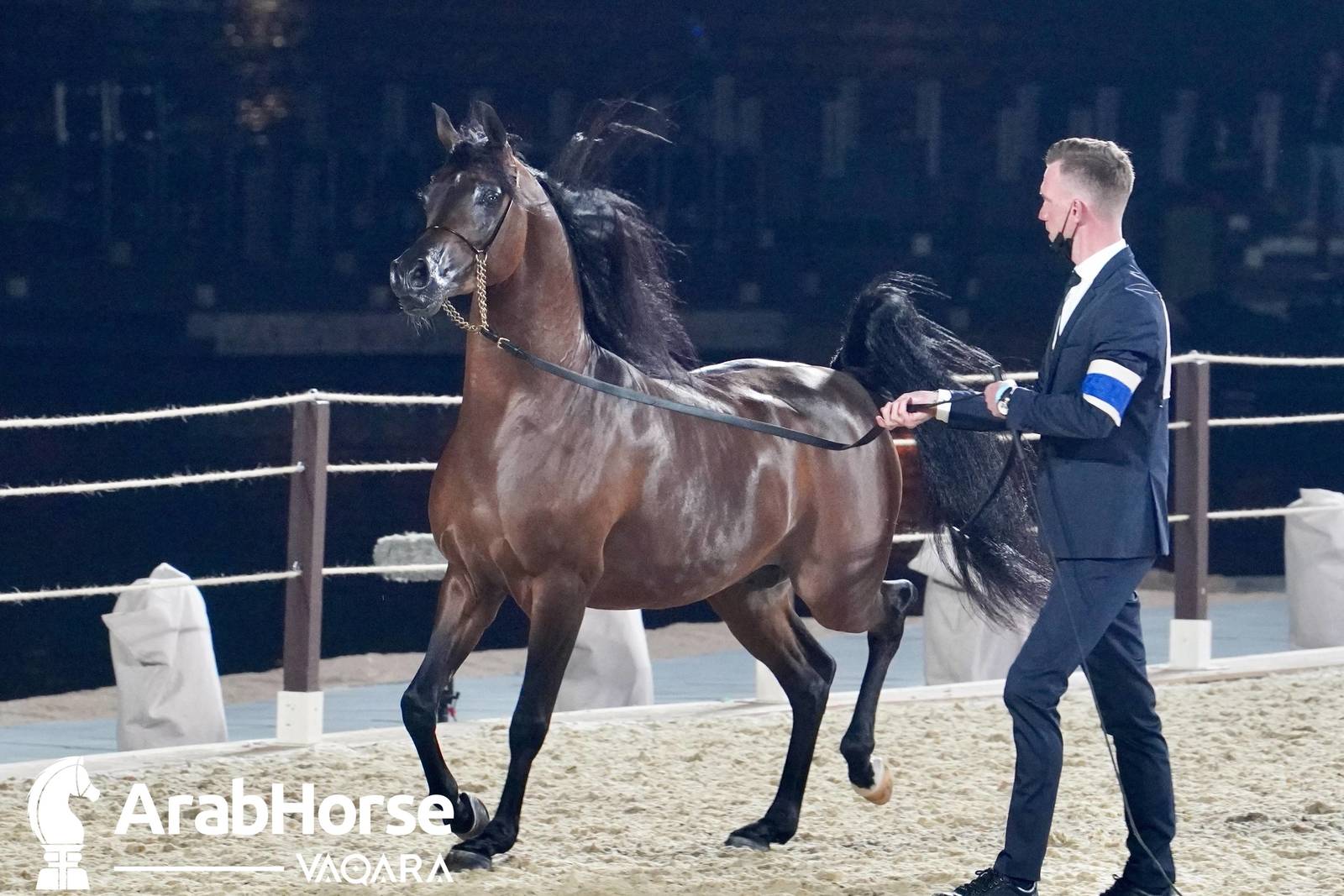 Excitement Continues Unabated During the Katara International Arabian Horse Festival