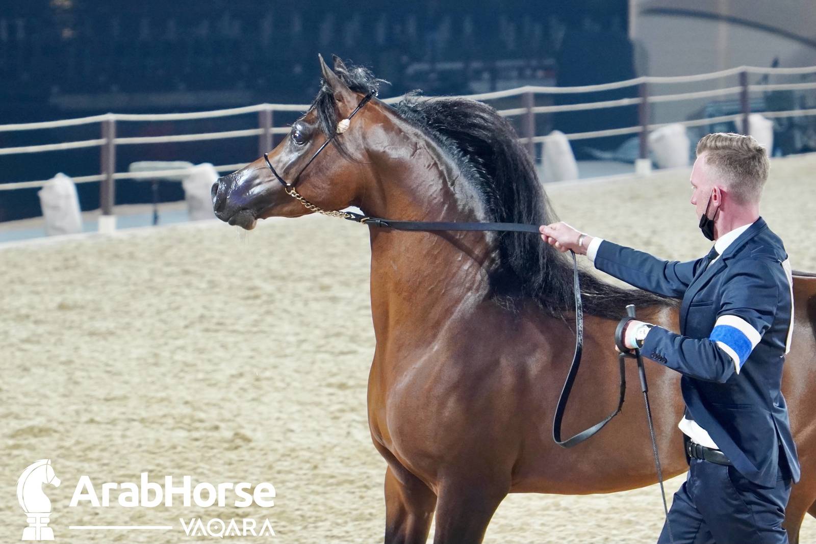 Excitement Continues Unabated During the Katara International Arabian Horse Festival