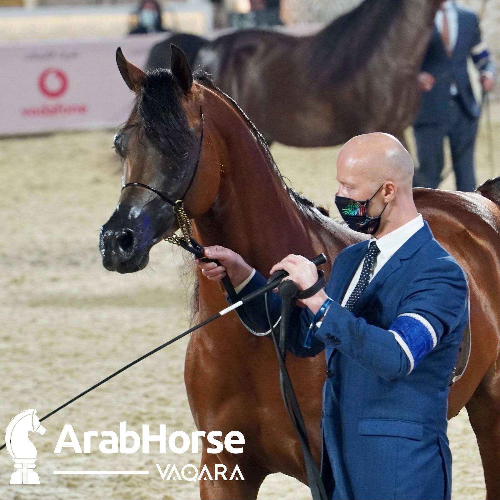 Qualifying Rounds of Katara International Arabian Horse Festival Conclude Successfully