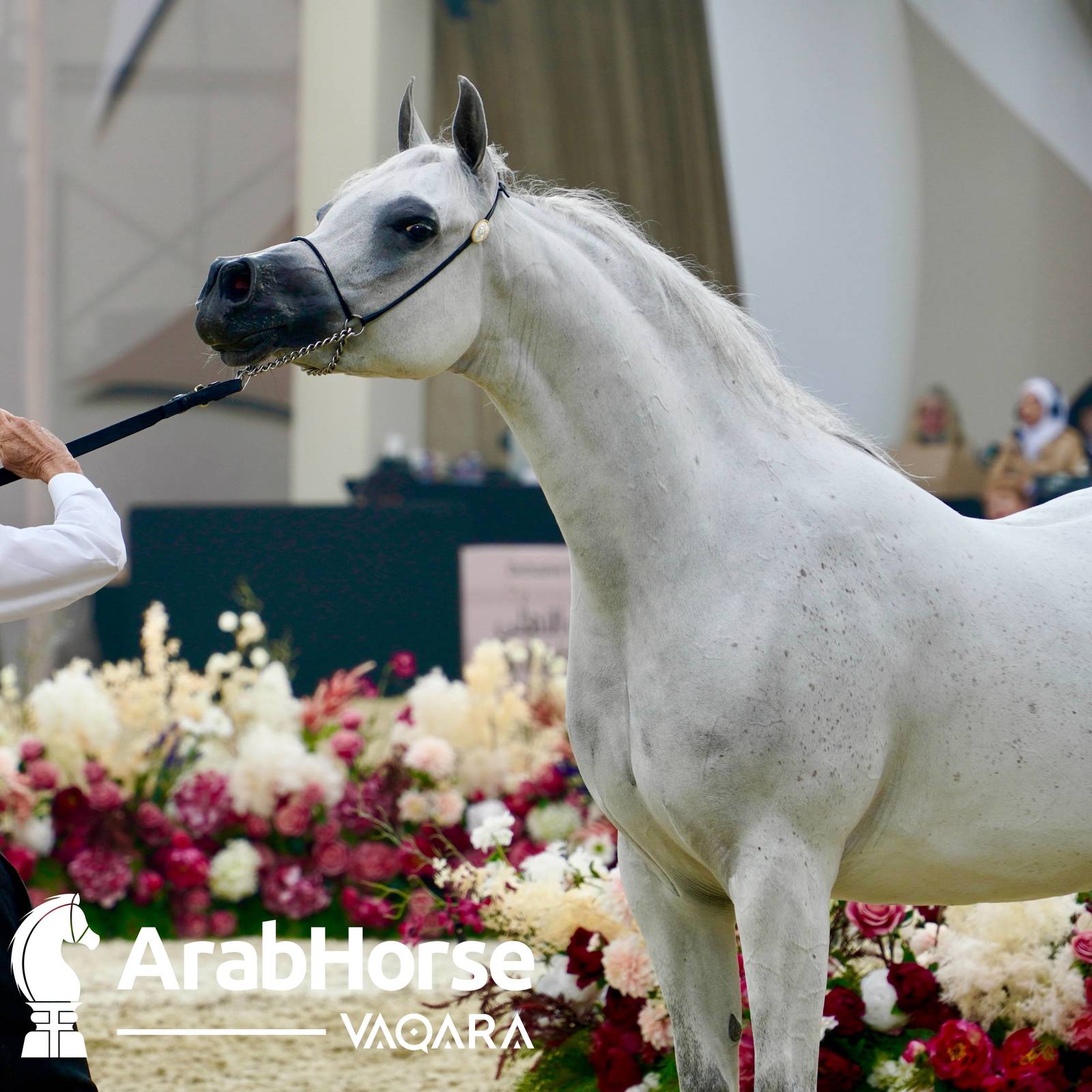 Qualifying Rounds of Katara International Arabian Horse Festival Conclude Successfully