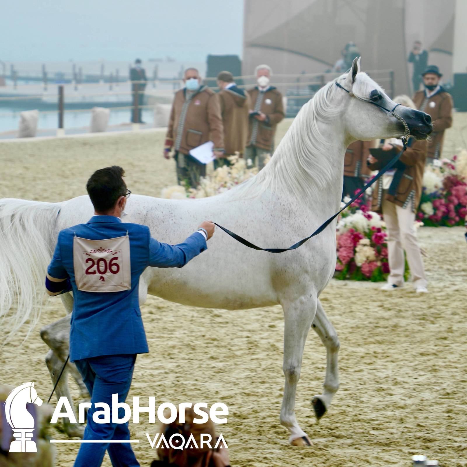 Qualifying Rounds of Katara International Arabian Horse Festival Conclude Successfully