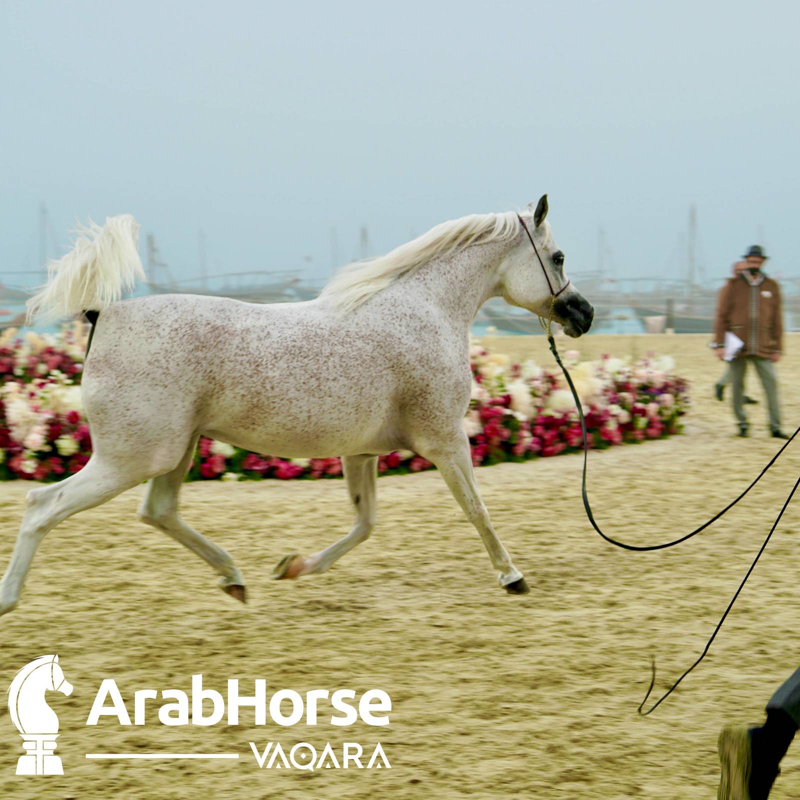 Qualifying Rounds of Katara International Arabian Horse Festival Conclude Successfully