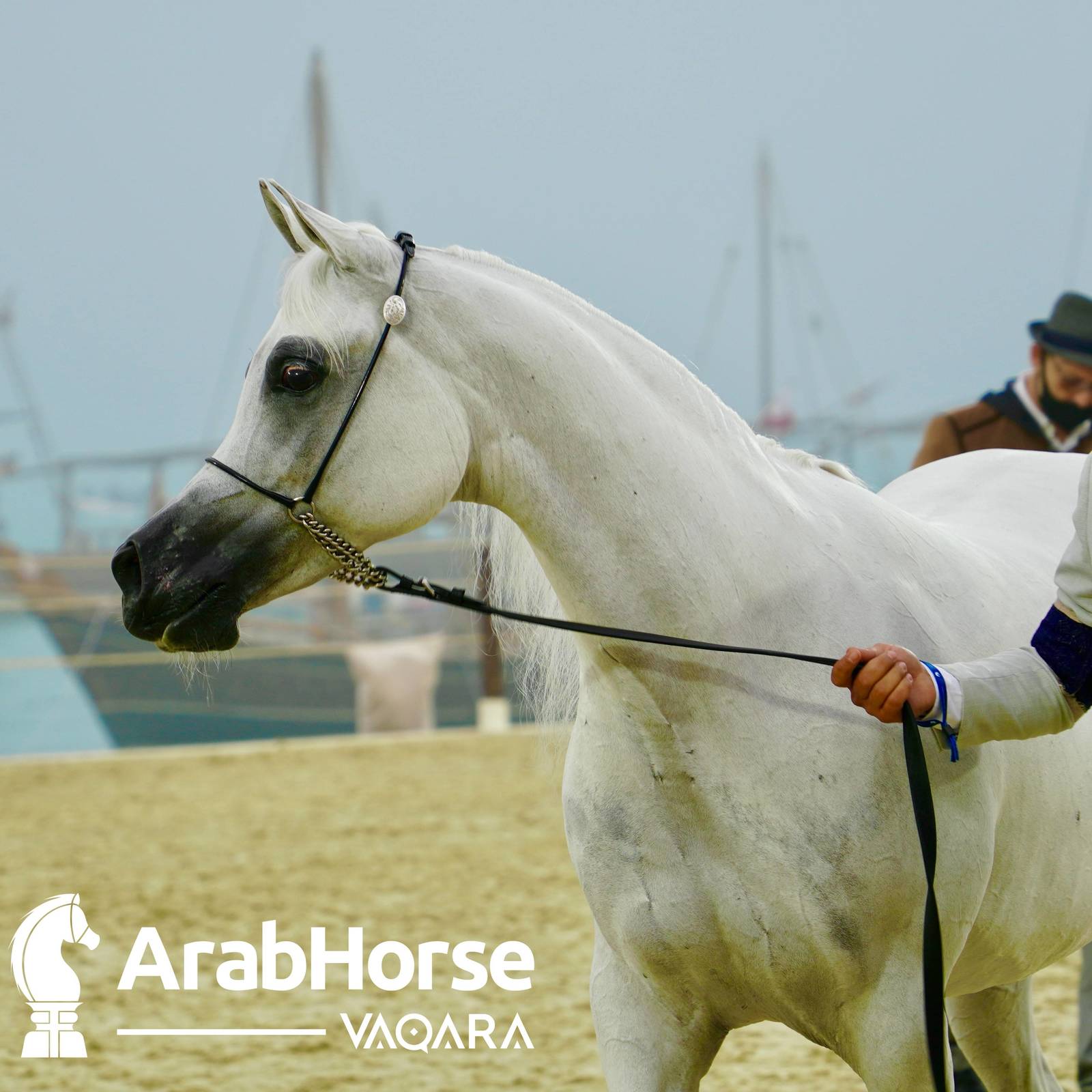 Qualifying Rounds of Katara International Arabian Horse Festival Conclude Successfully