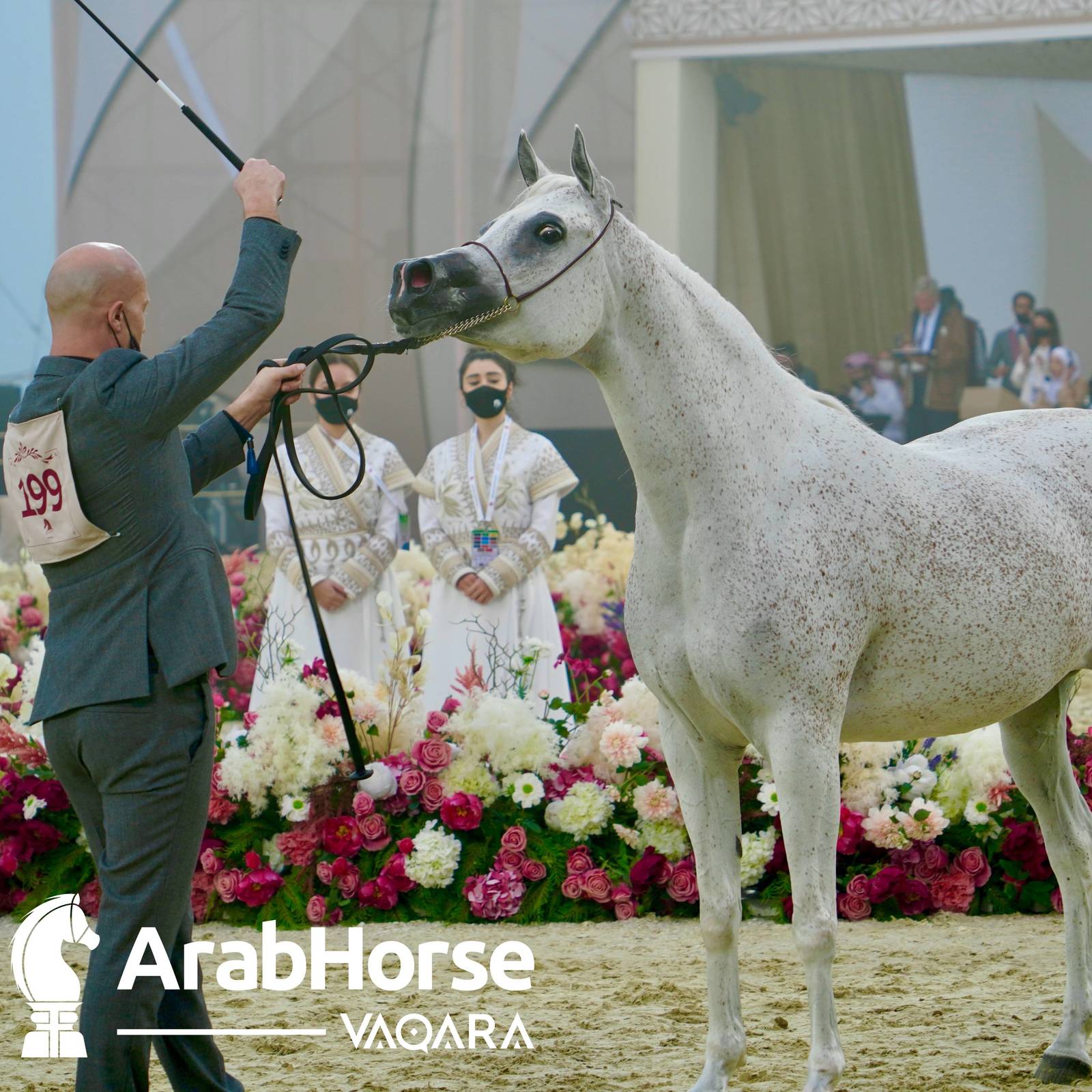 Qualifying Rounds of Katara International Arabian Horse Festival Conclude Successfully