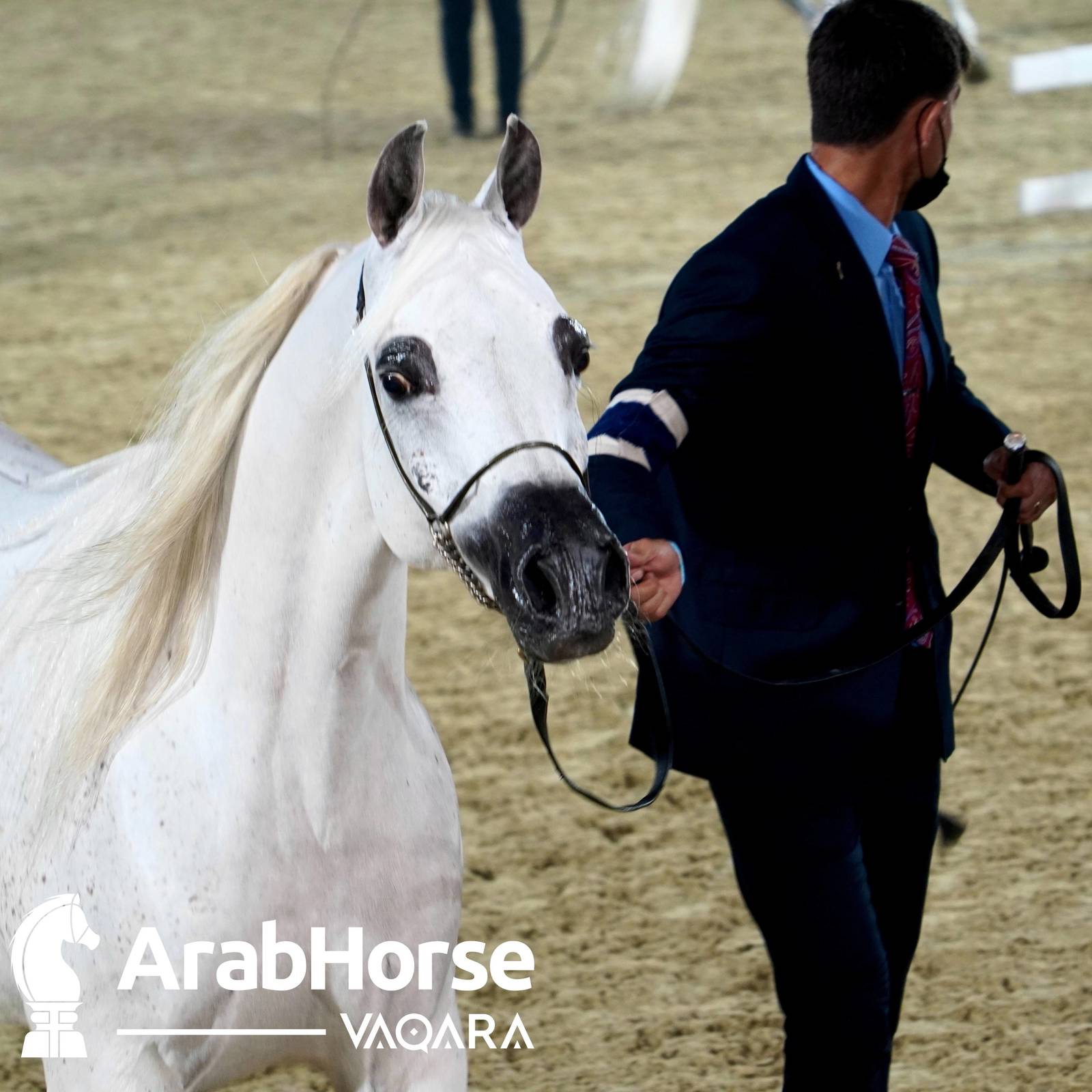 Qualifying Rounds of Katara International Arabian Horse Festival Conclude Successfully